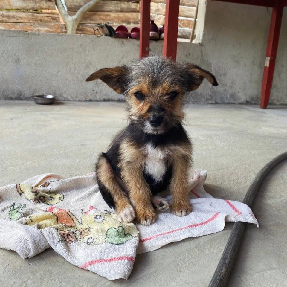 Pedrinho, cachorro de porte pequeno para adoção em Pouso Alegre - MG