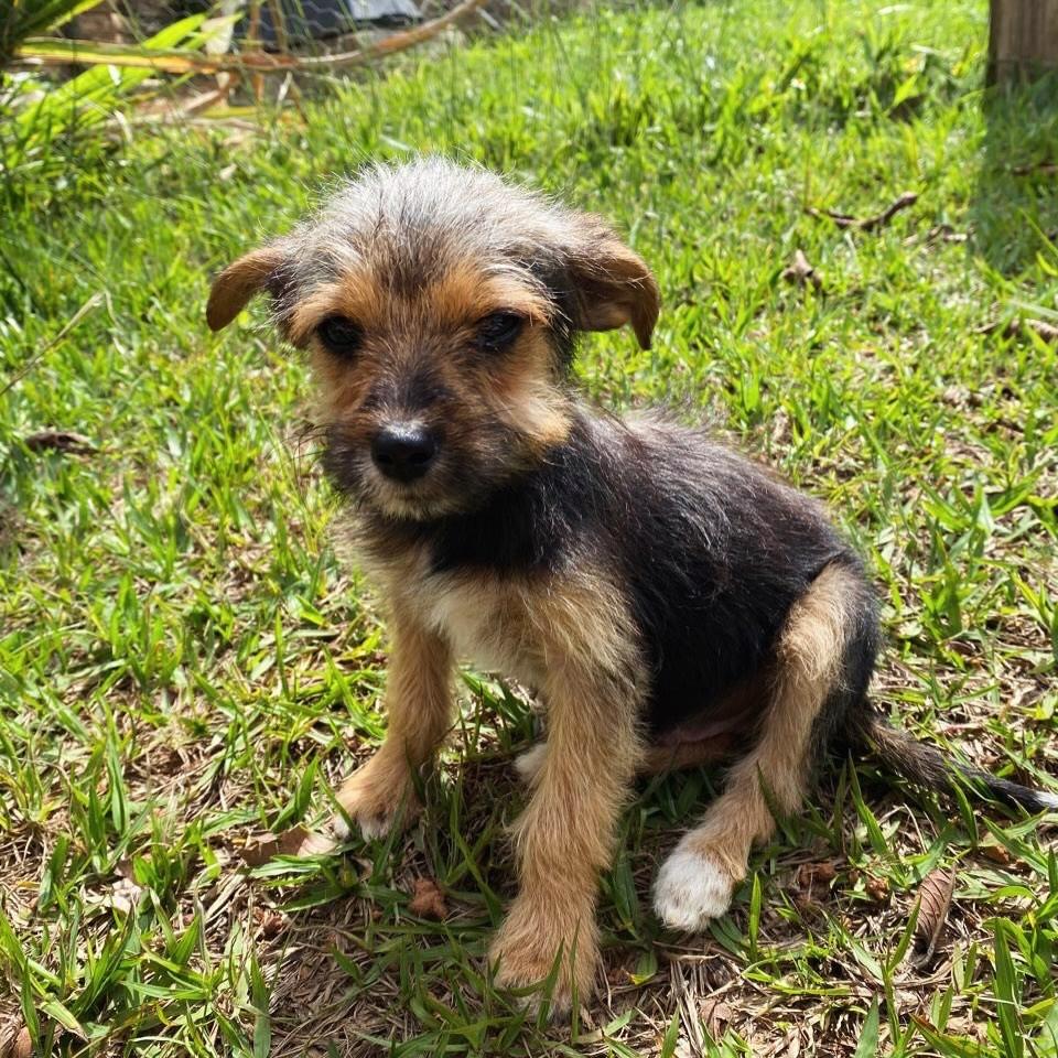Pedrinho, cachorro de porte pequeno para adoção em Pouso Alegre - MG — foto 2 de 2