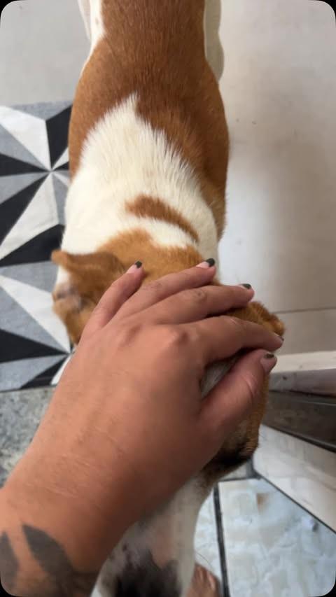 Caju, cachorro de porte pequeno para adoção em Pouso Alegre - MG