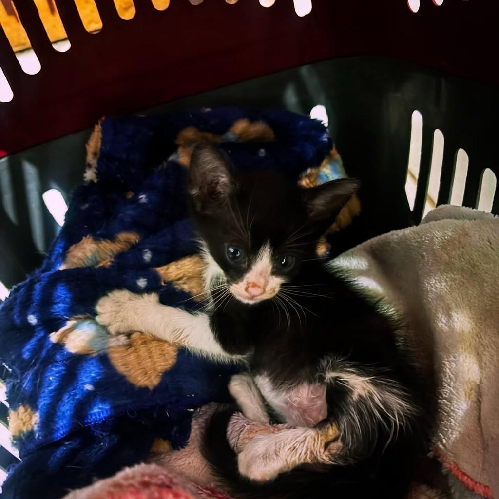 Abel, gato de porte pequeno para adoção em Pouso Alegre - MG