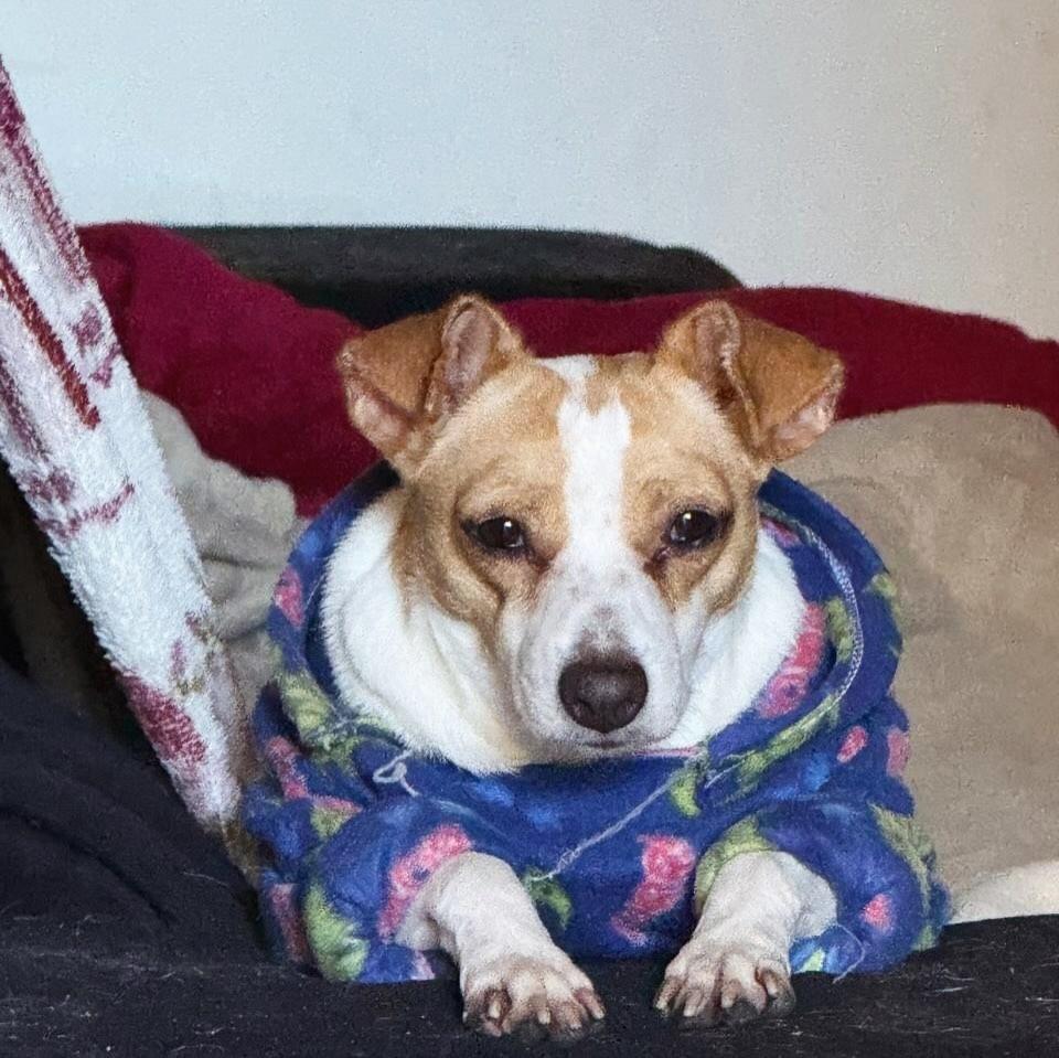 Madalena, cadela de porte pequeno para adoção em Pouso Alegre - MG — foto 3 de 6