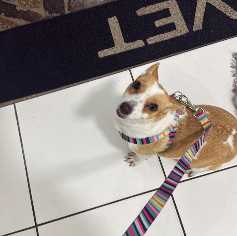 Madalena, cadela de porte pequeno para adoção em Pouso Alegre - MG — foto 5 de 6
