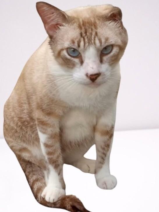 Marcelinho, gato de porte pequeno para adoção em São Cristóvão - SE