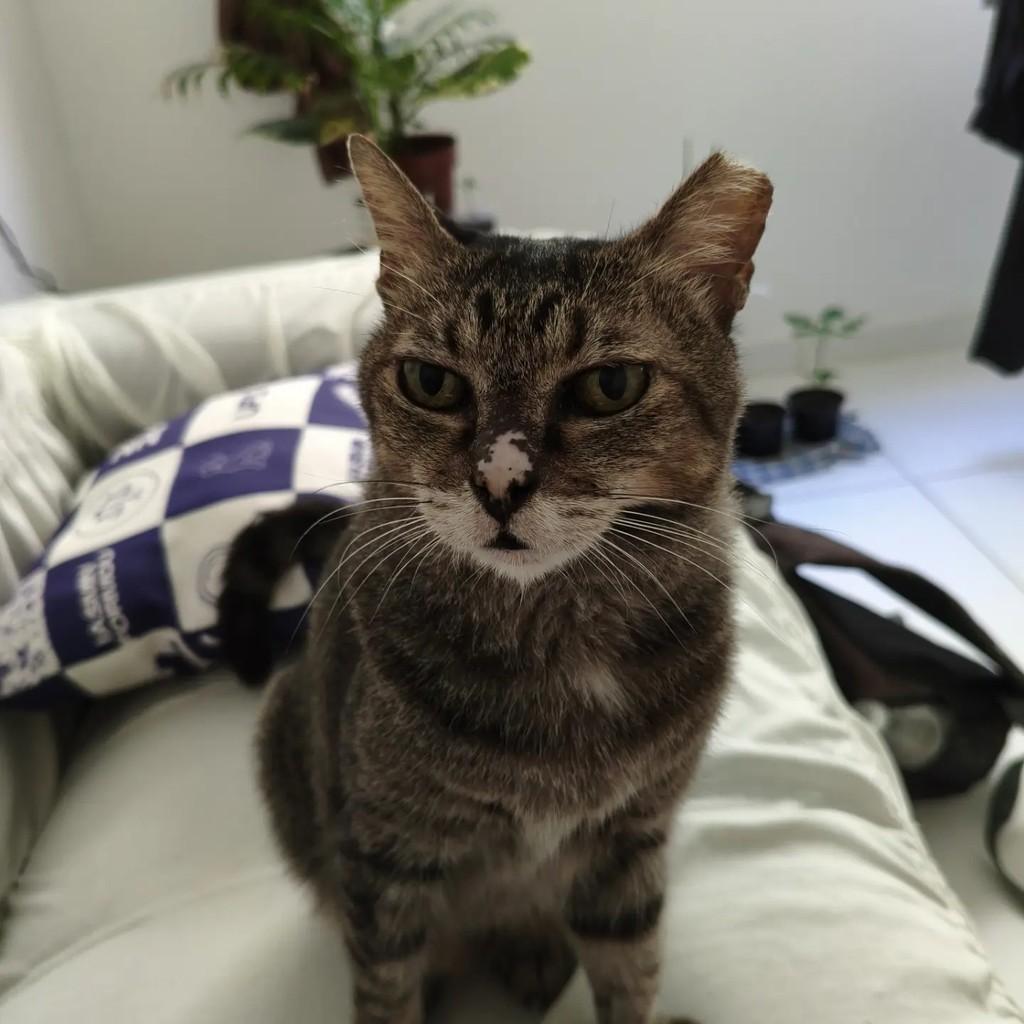 Tigresa, gata de porte médio para adoção em São Cristóvão - SE
