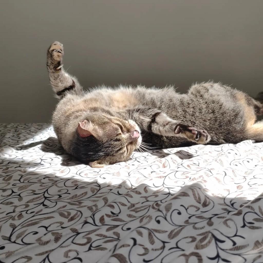 Tigresa, gata de porte médio para adoção em São Cristóvão - SE — foto 2 de 2