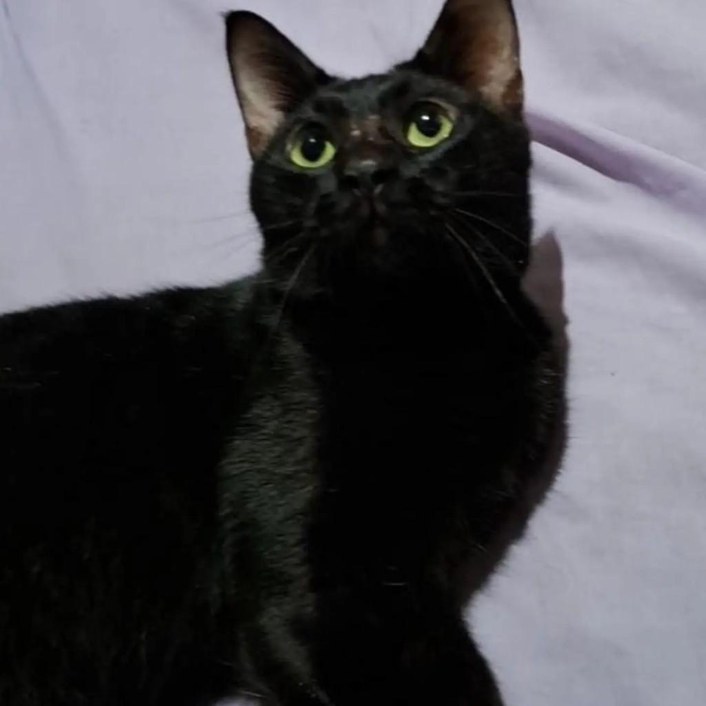 Pelé, gato de porte médio para adoção em São Cristóvão - SE
