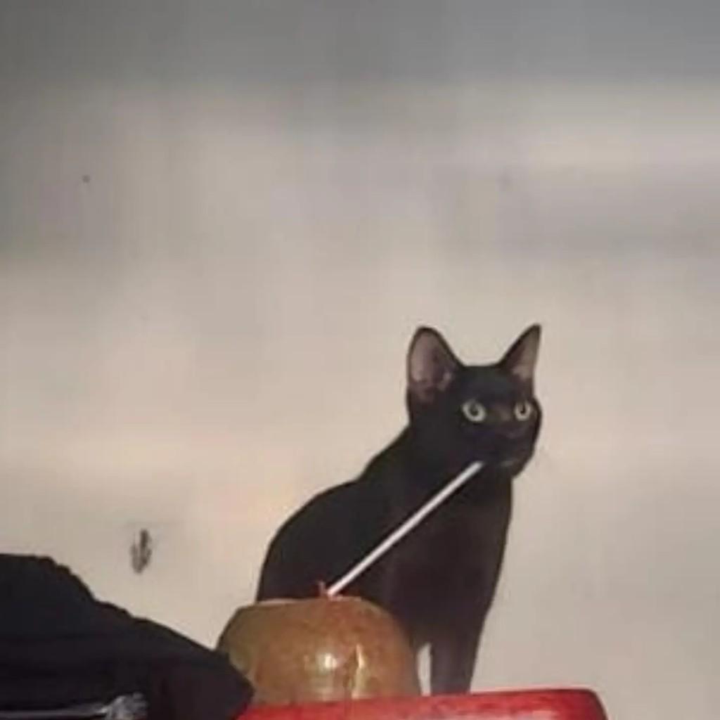 Pelé, gato de porte médio para adoção em São Cristóvão - SE — foto 2 de 2