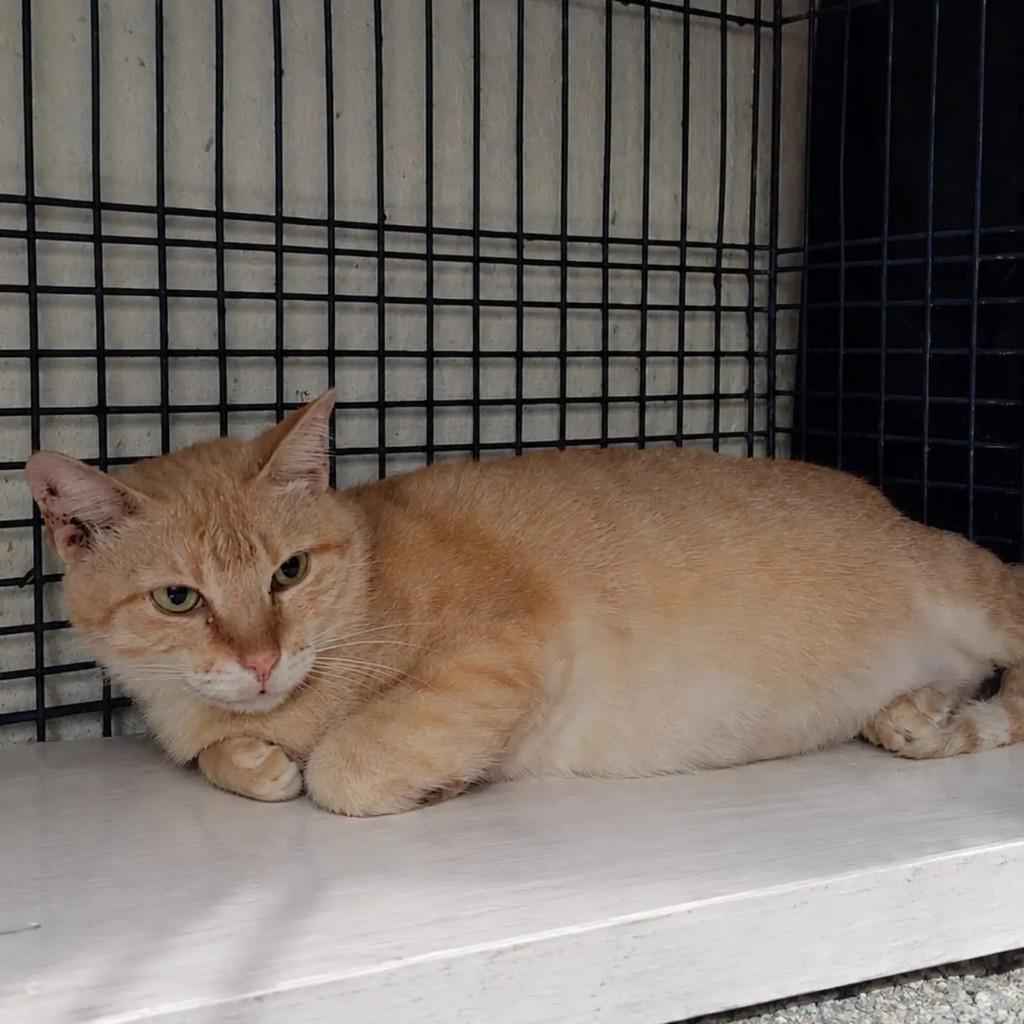 Natsu, gato de porte médio para adoção em São Cristóvão - SE