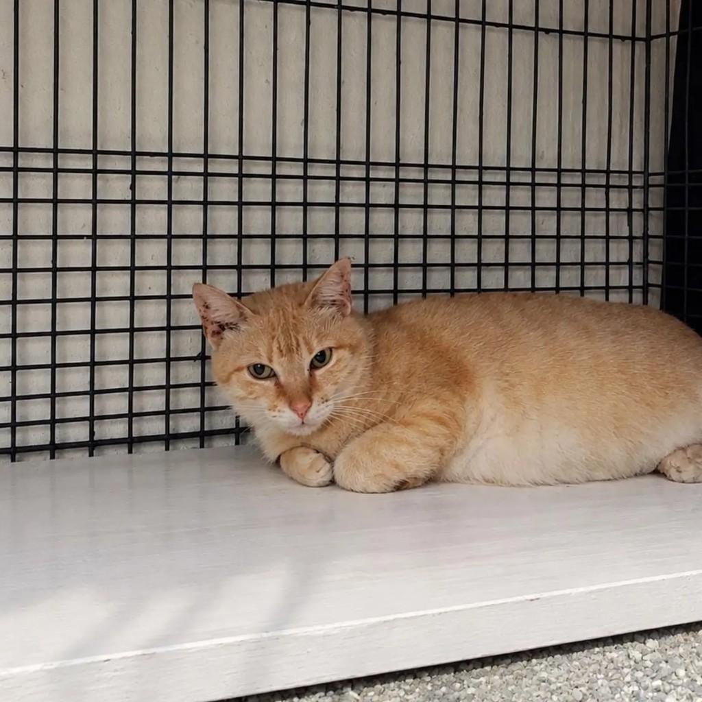 Natsu, gato de porte médio para adoção em São Cristóvão - SE — foto 2 de 2