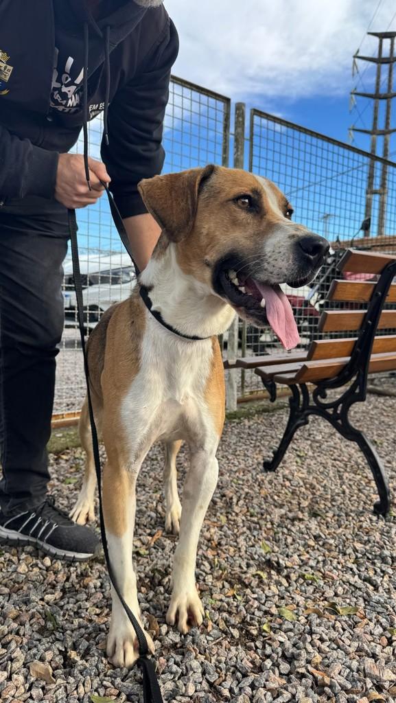 Kevin, cachorro de porte grande para adoção em Palhoça - SC