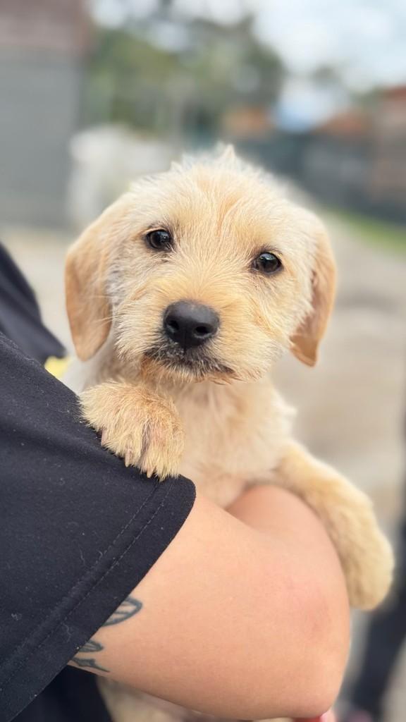 Flora, cachorro de porte pequeno para adoção em Palhoça - SC