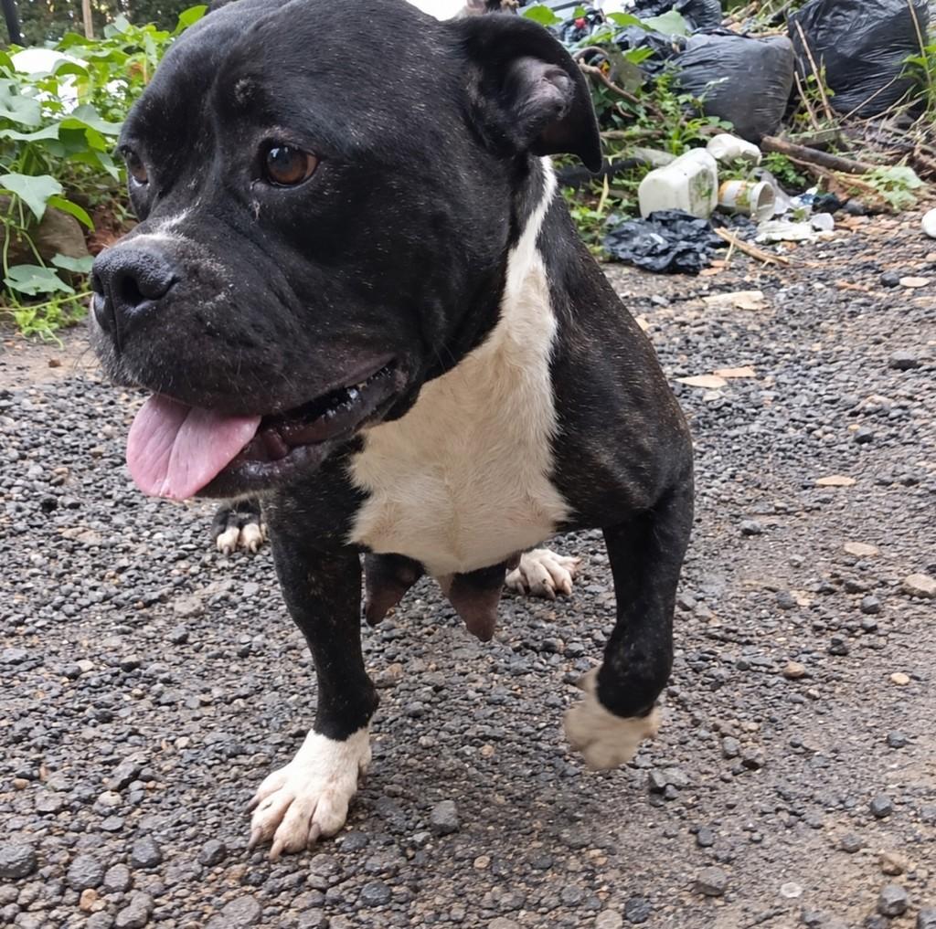 Pandora, cadela de porte pequeno para adoção em Palhoça - SC — foto 2 de 2