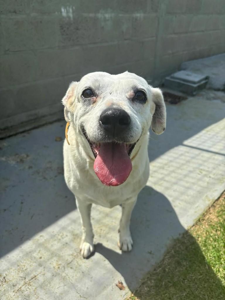 Cida, cadela de porte médio para adoção em Florianópolis - SC