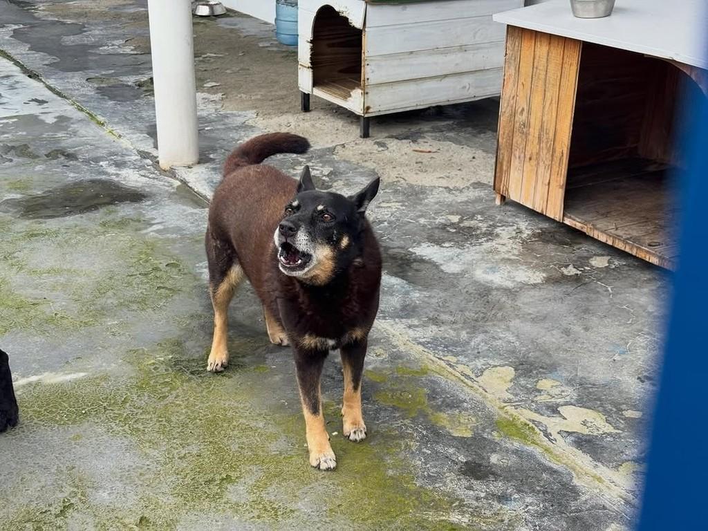 Vanice, cadela de porte médio para adoção em Florianópolis - SC