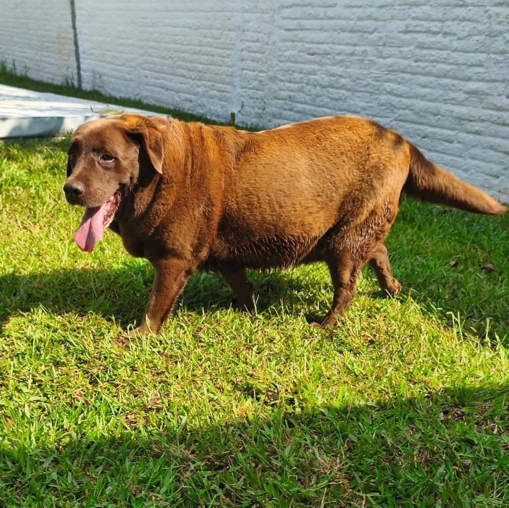 Alcione, cachorro de porte grande para adoção em Florianópolis - SC