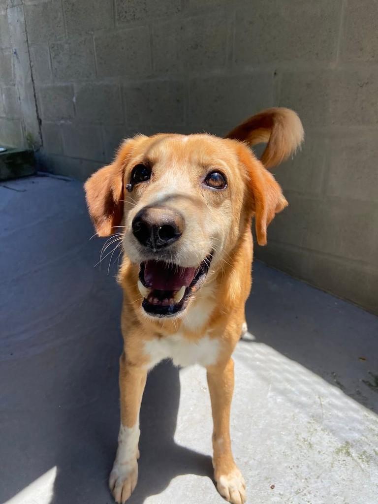 Amarelo, cachorro de porte médio para adoção em Florianópolis - SC