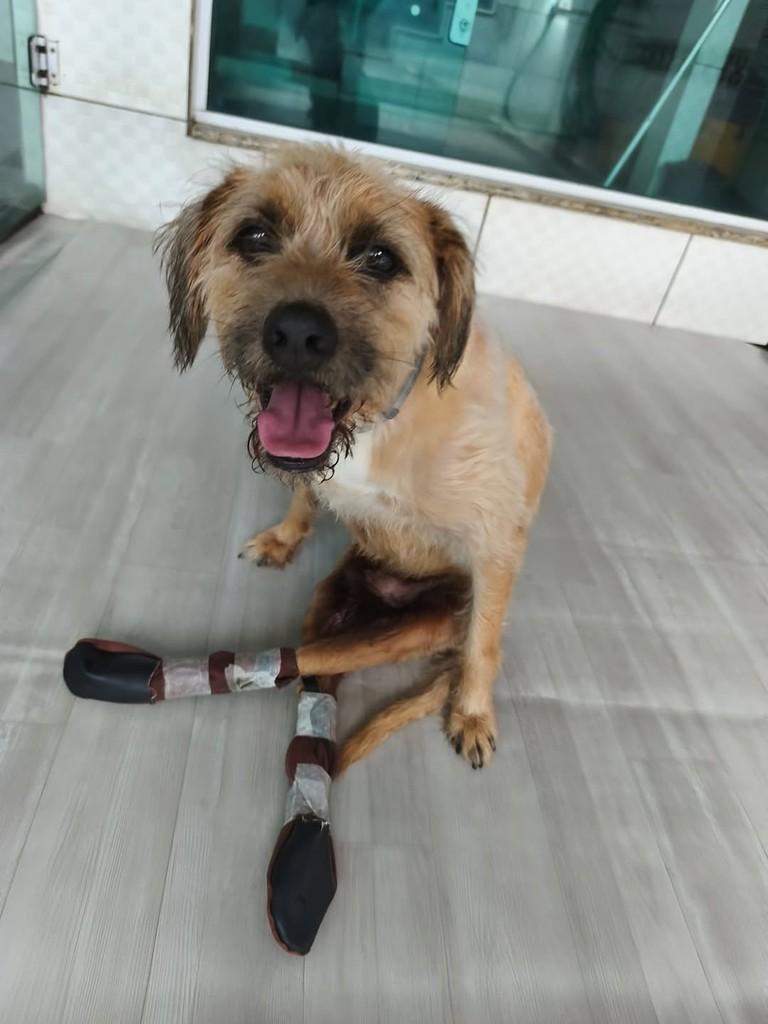 Figo, cachorro de porte pequeno para adoção em Florianópolis - SC