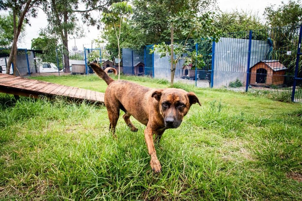 Precioso, cachorro de porte médio para adoção em Florianópolis - SC