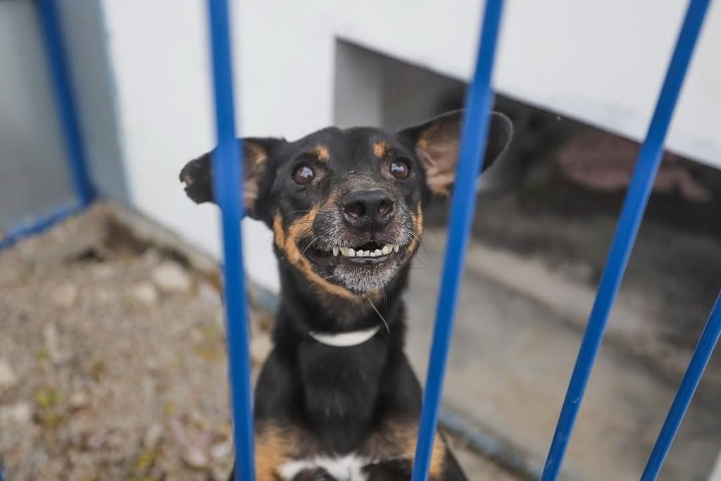 Demétrio, cachorro de porte pequeno para adoção em Florianópolis - SC