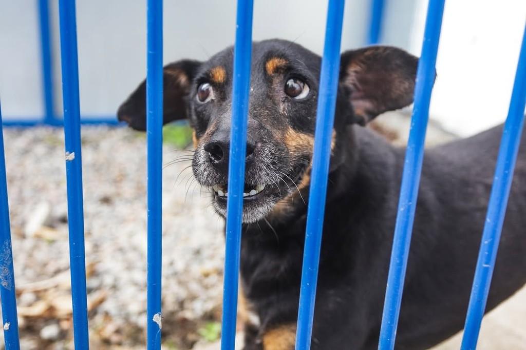 Demétrio, cachorro de porte pequeno para adoção em Florianópolis - SC — foto 2 de 3