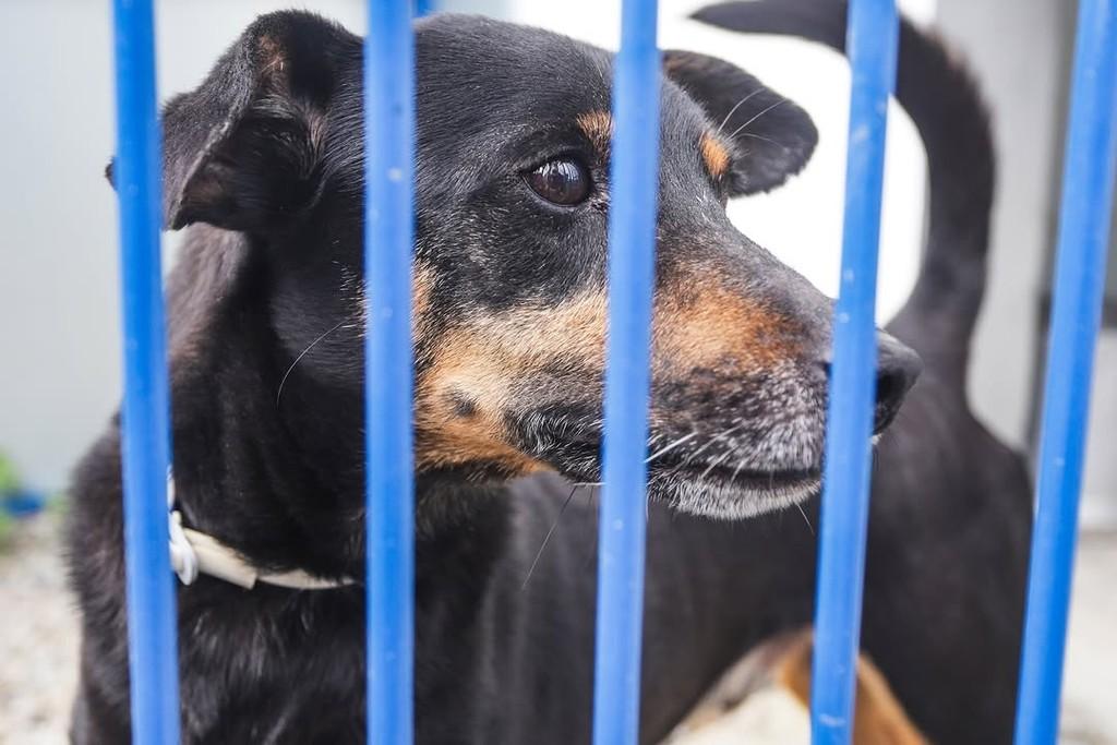 Demétrio, cachorro de porte pequeno para adoção em Florianópolis - SC — foto 3 de 3