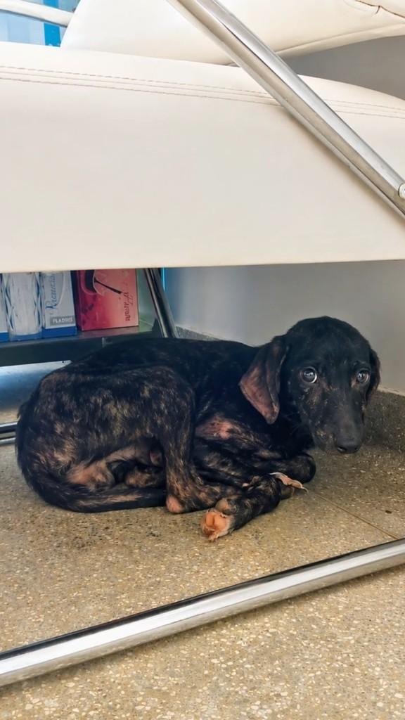 Barão, cachorro de porte pequeno para adoção em Dois Irmãos do Buriti - MS