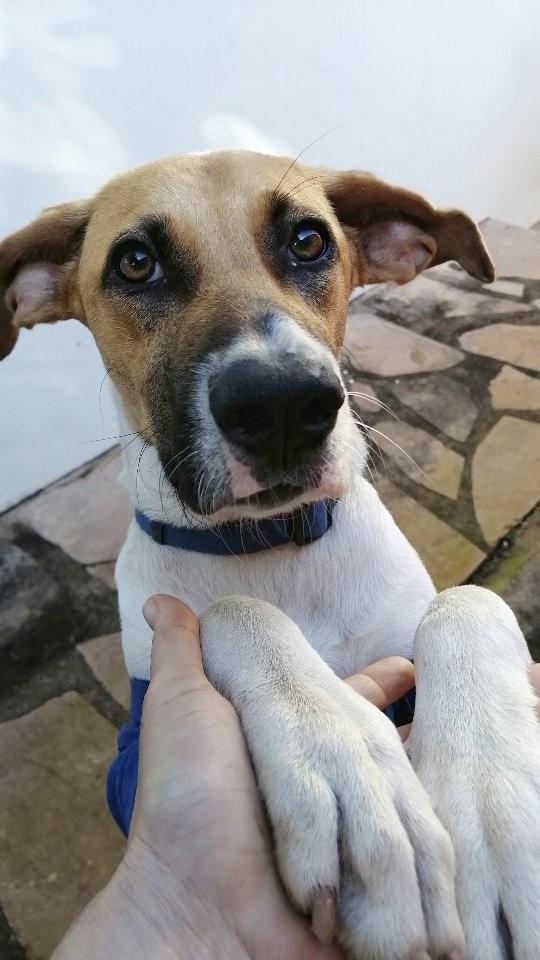 Lili, cadela de porte médio para adoção em Lençóis - BA