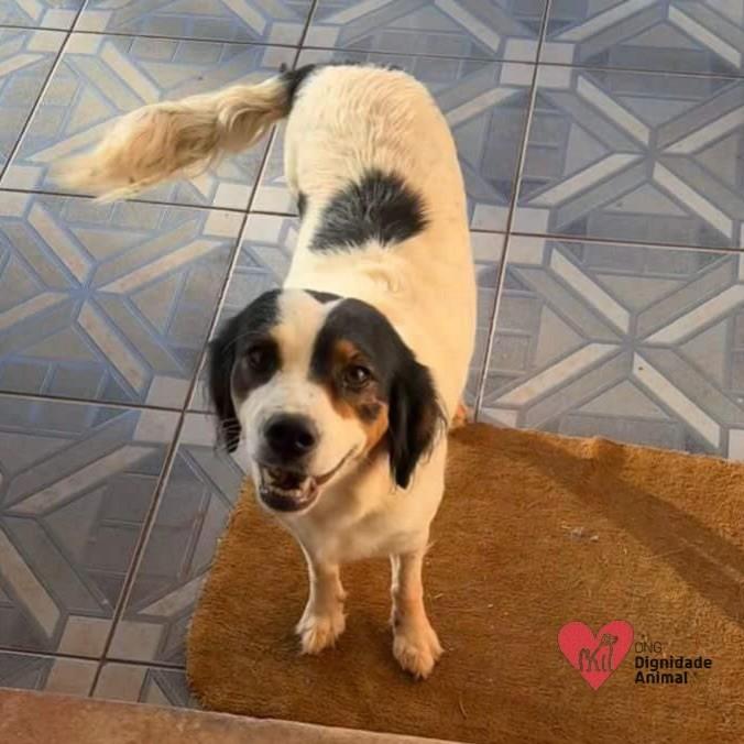 Cachorrinha, cadela de porte médio para adoção em Maringá - PR