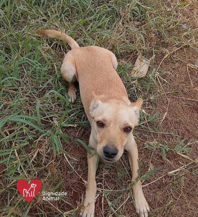 Mel, cadela de porte pequeno para adoção em Maringá - PR