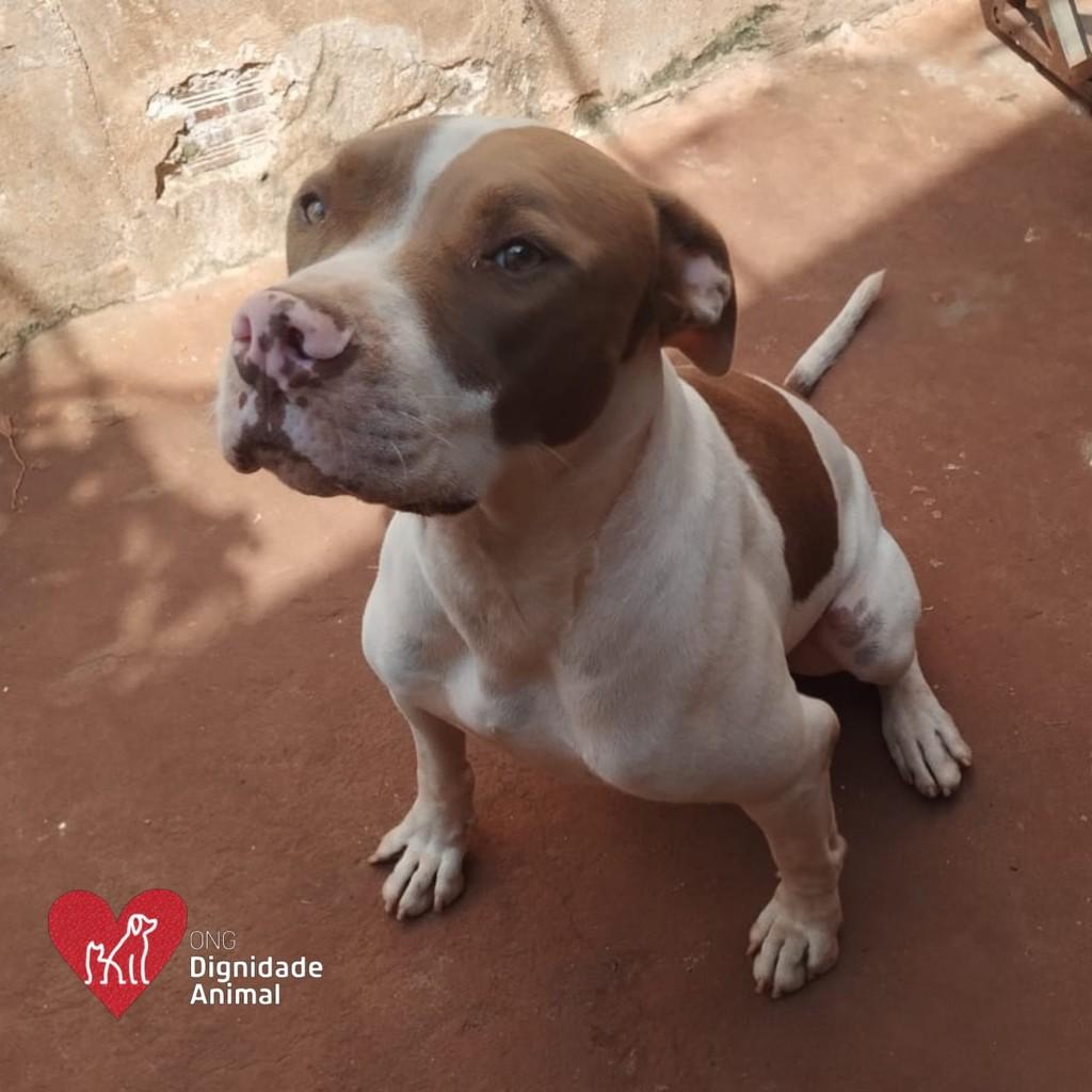 Tesla, cachorro de porte médio para adoção em Maringá - PR