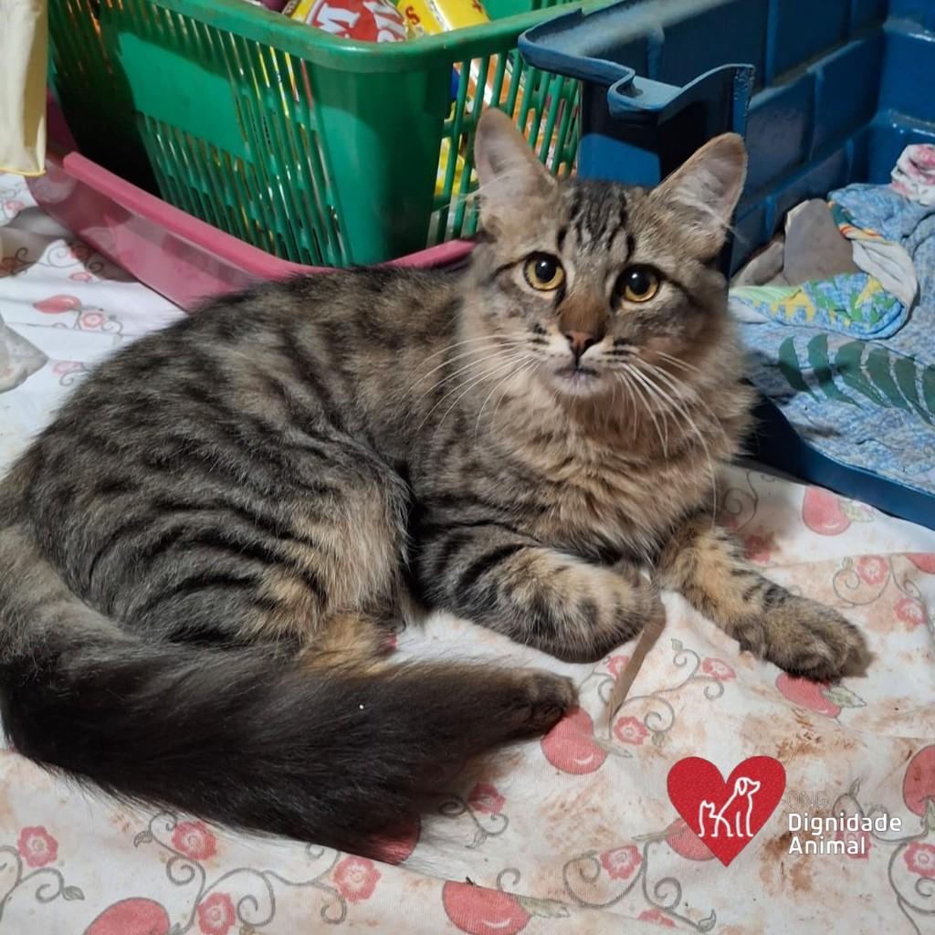 BeLo, gato de porte médio para adoção em Maringá - PR
