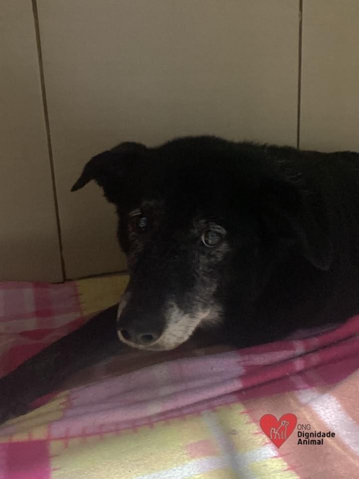 Senhorzinho, cachorro de porte médio para adoção em Londrina - PR