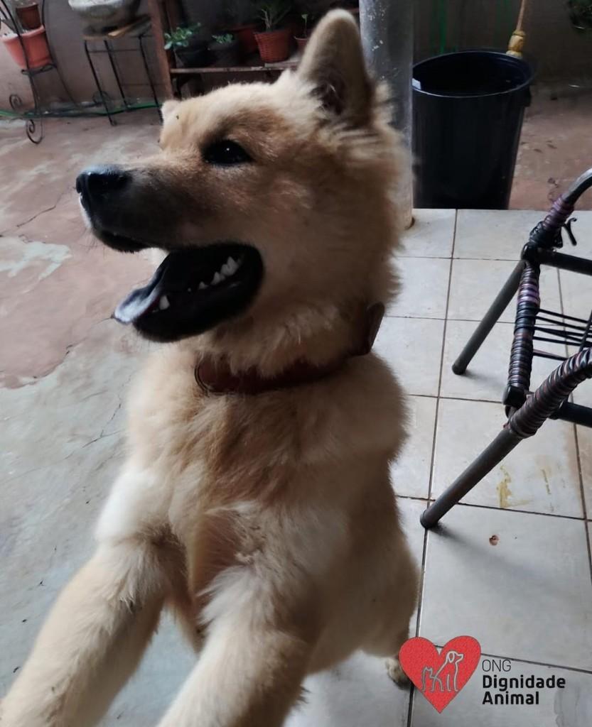 Chow-Chow, cachorro de porte médio para adoção em Sarandi - PR