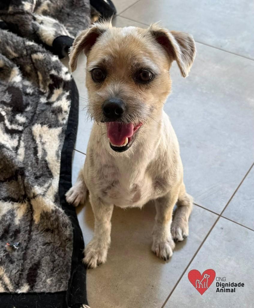 Theo, cachorro de porte pequeno para adoção em Londrina - PR