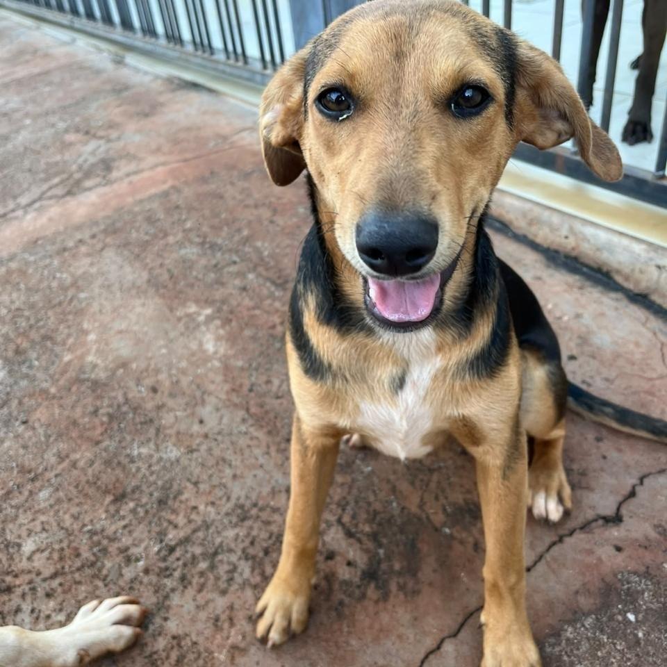 Fumaça, cachorro de porte pequeno para adoção em Maringá - PR