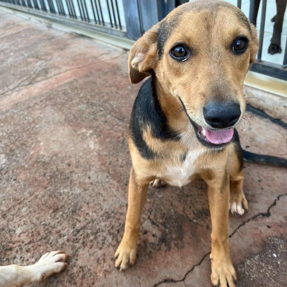 Fumaça, cachorro de porte pequeno para adoção em Maringá - PR — foto 2 de 2