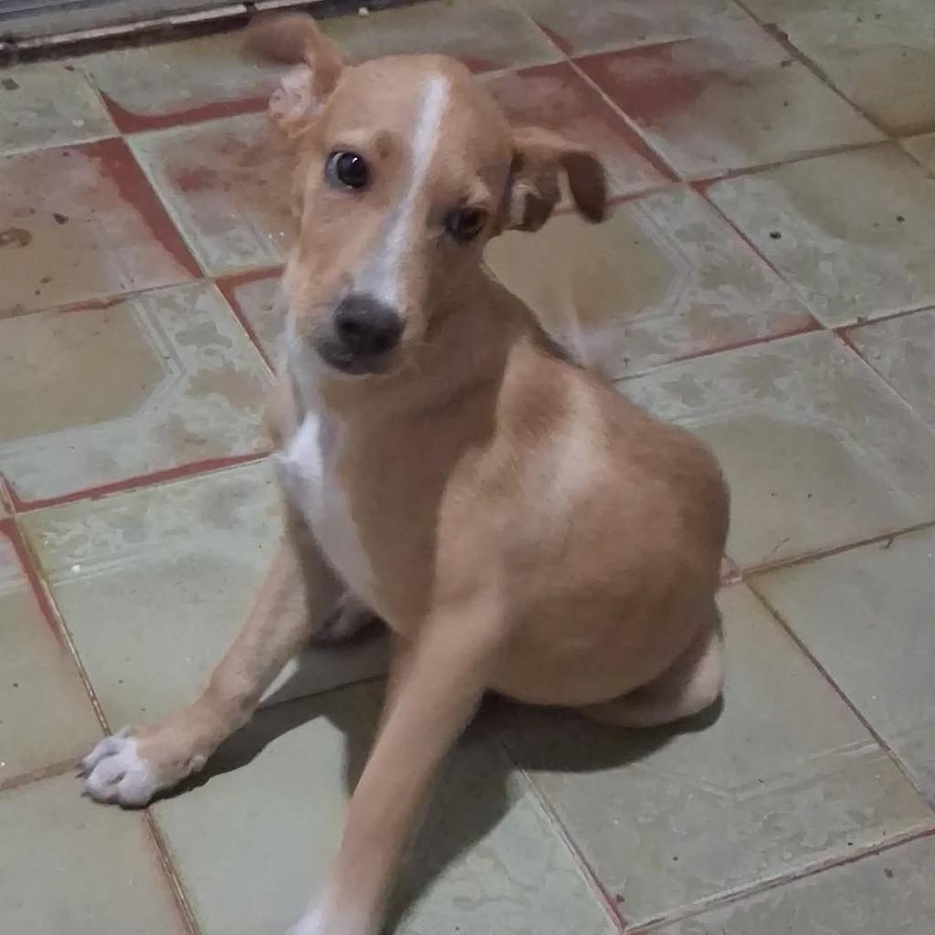 Luna, cadela de porte pequeno para adoção em São Luís - MA