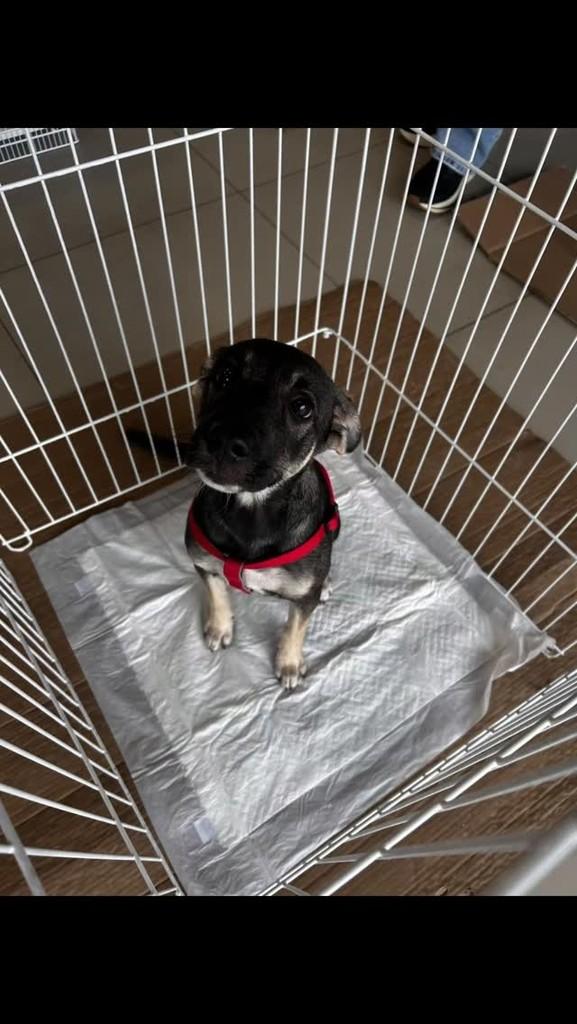 Brasileirinha, cachorro de porte pequeno para adoção em São Luís - MA