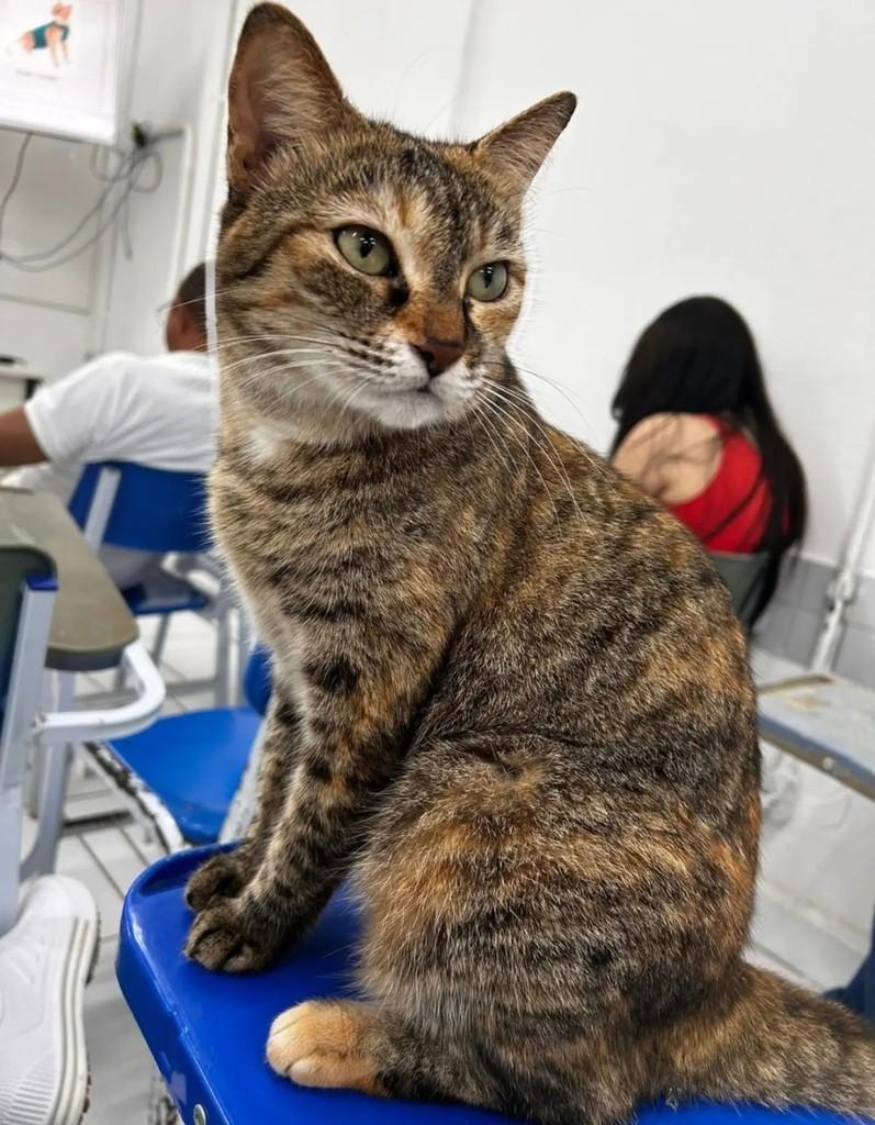Mia, gata de porte médio para adoção em São Luís - MA