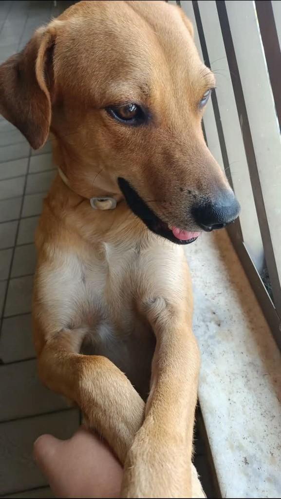 Tião, cachorro de porte médio para adoção em São Luís - MA