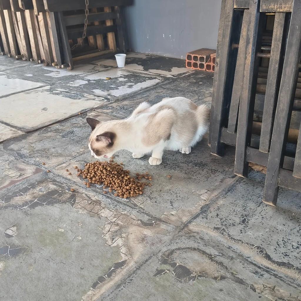 Nina, gata de porte pequeno para adoção em São Luís - MA
