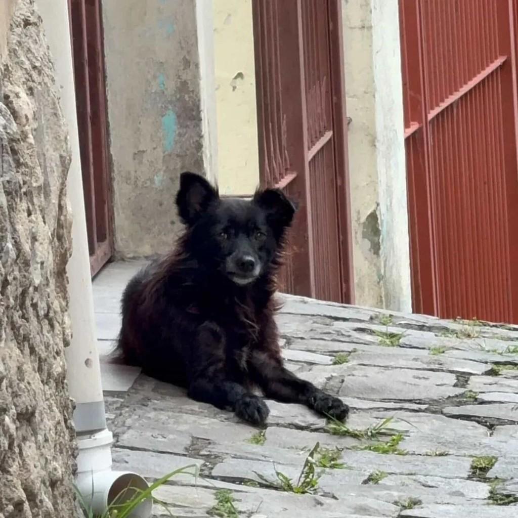 Flor, cadela de porte pequeno para adoção em Caxias do Sul - RS