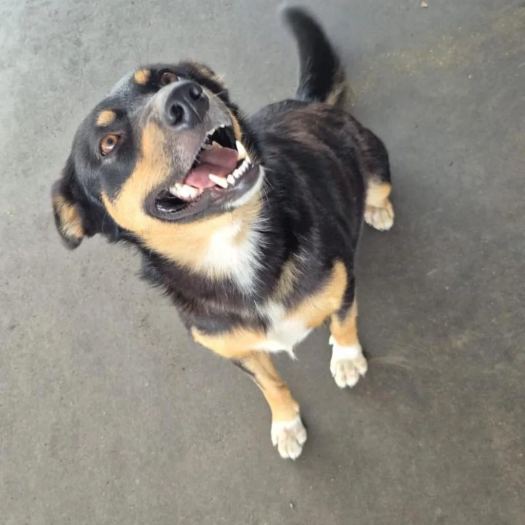 Cachorrinha, cadela de porte pequeno para adoção em Caxias do Sul - RS