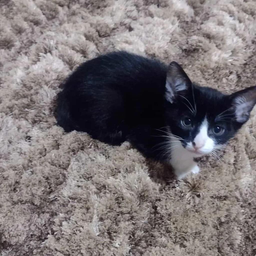 Preto, gato de porte pequeno para adoção em Caxias do Sul - RS