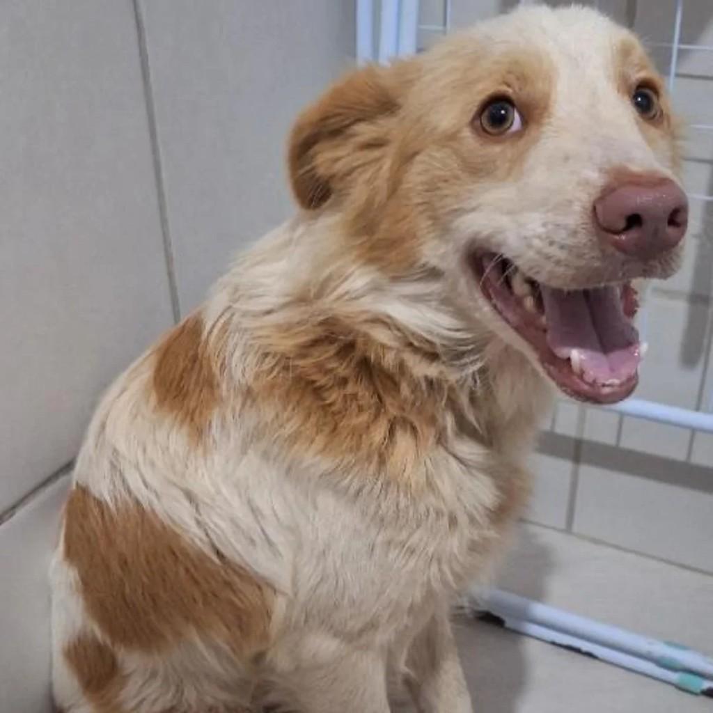 Akamaru, cachorro de porte grande para adoção em Caxias do Sul - RS