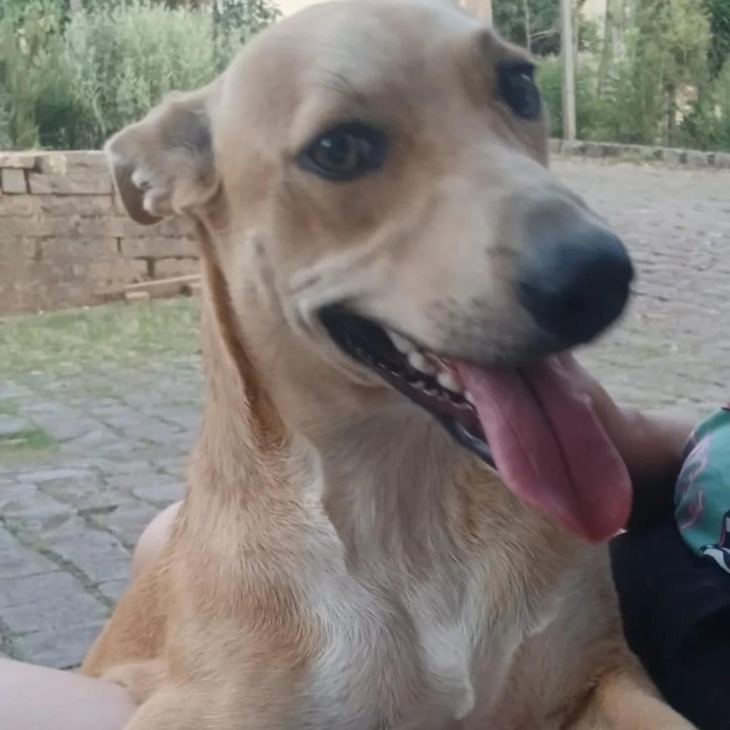 Pitucha, cadela de porte médio para adoção em Caxias do Sul - RS