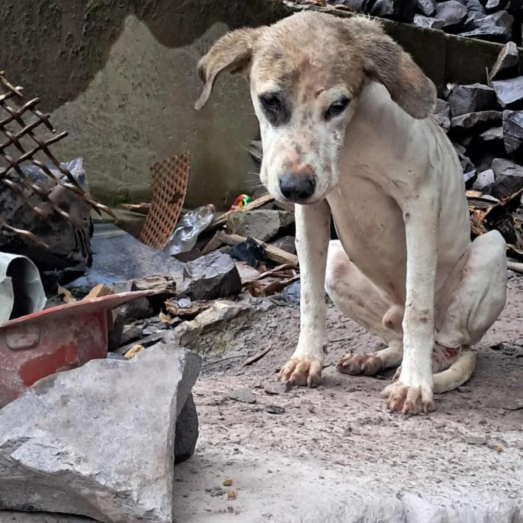 Mocinho, cachorro de porte médio para adoção em Caxias do Sul - RS