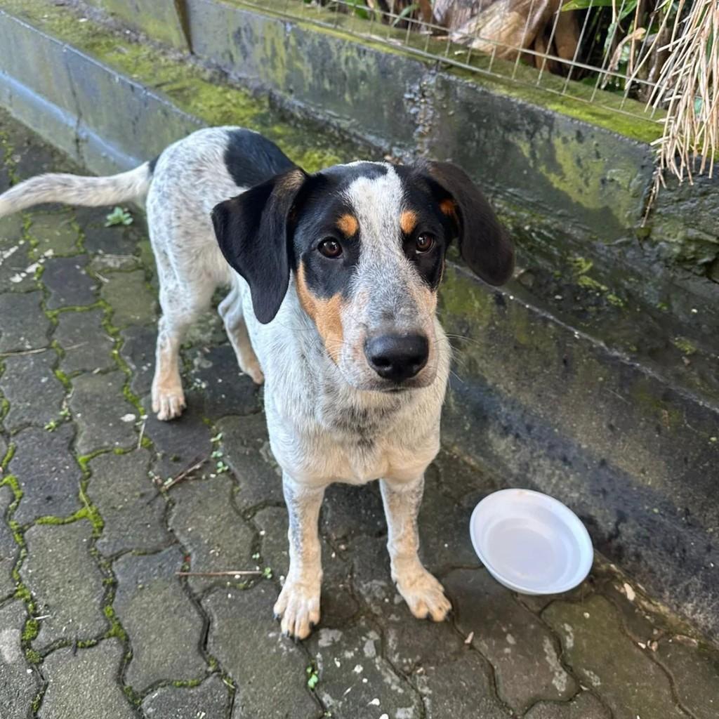 Bob, cachorro de porte médio para adoção em Caxias do Sul - RS