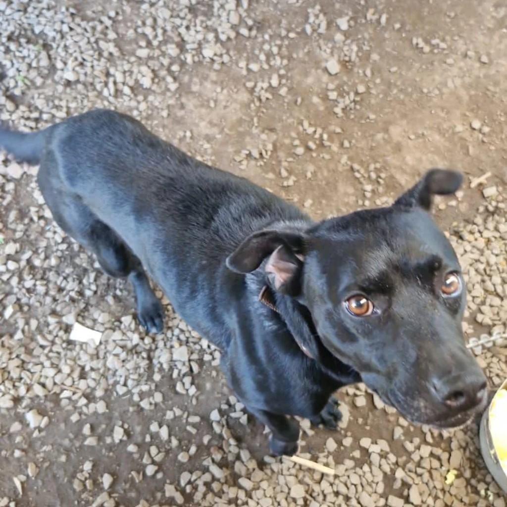 Cerbero, cachorro de porte pequeno para adoção em Caxias do Sul - RS
