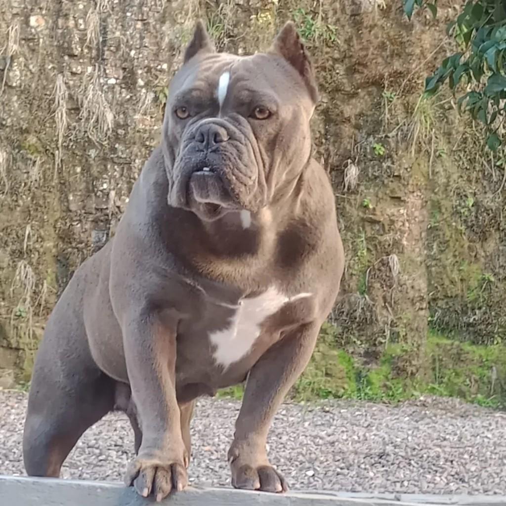 Micro American Bully, cadela de porte grande para adoção em Caxias do Sul - RS